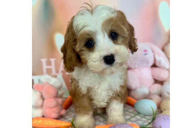 Peppertree Lane Cavoodles