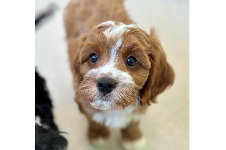 Peppertree Lane Cavoodles