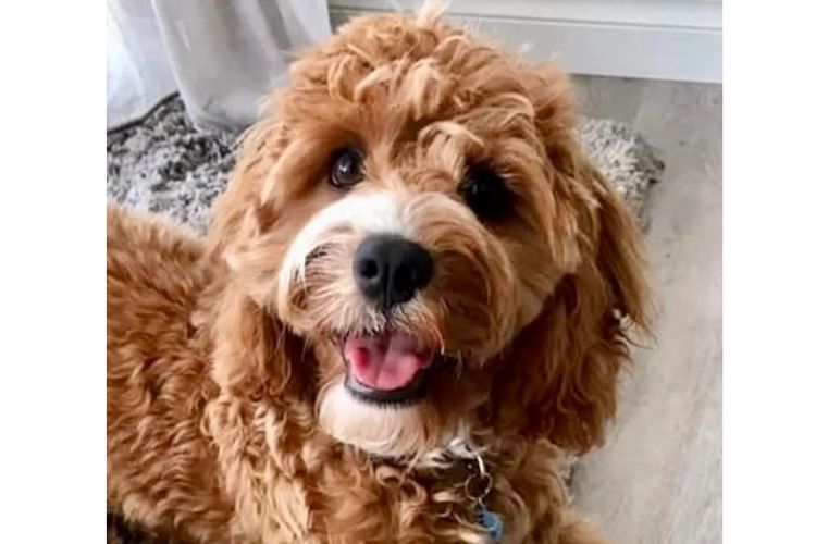 Peppertree Lane Cavoodles