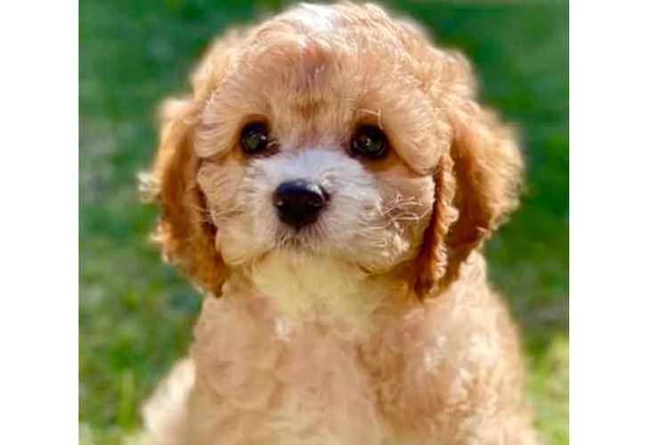 Peppertree Lane Cavoodles