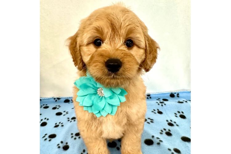 Peppertree Lane Cavoodles