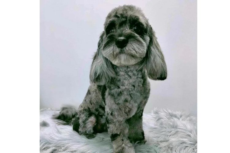 Peppertree Lane Cavoodles
