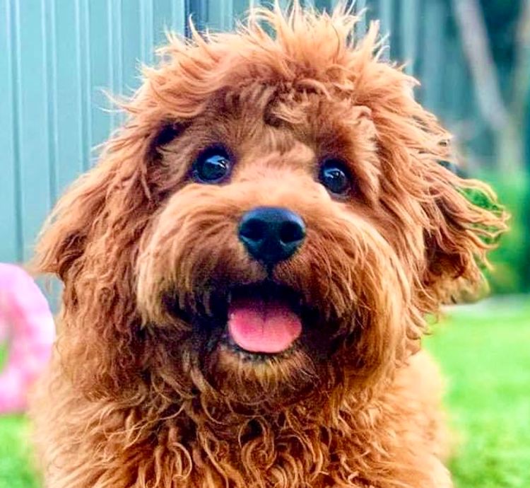 Peppertree Lane Cavoodles