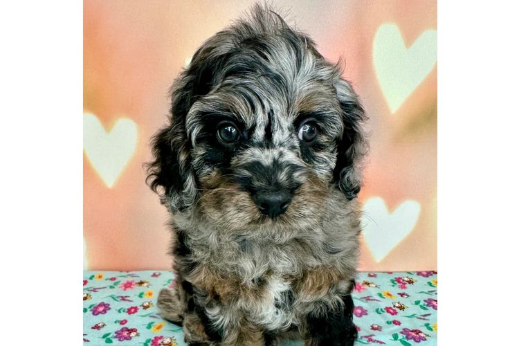 Peppertree Lane Cavoodles