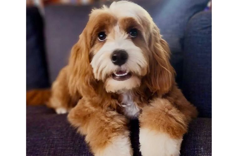 Peppertree Lane Cavoodles