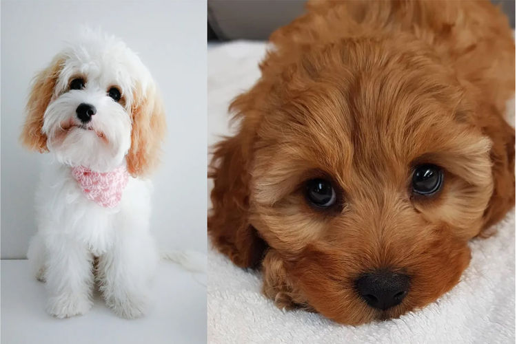 Peppertree Lane Cavoodles