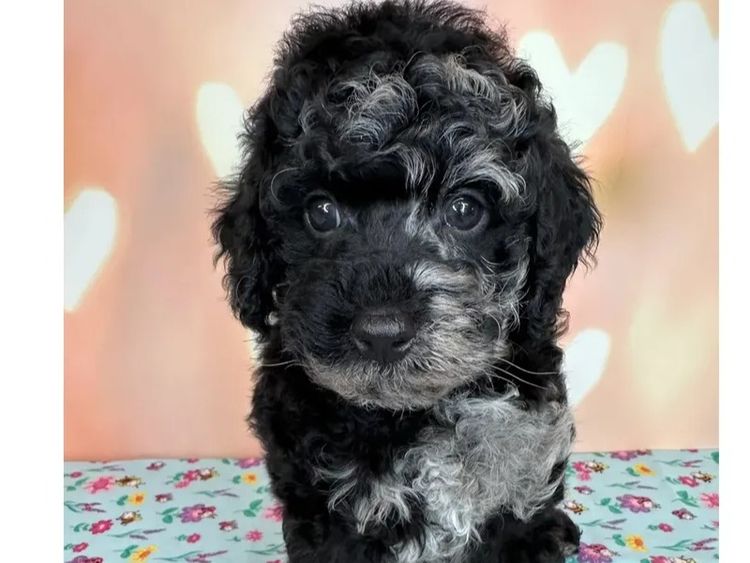 Peppertree Lane Cavoodles