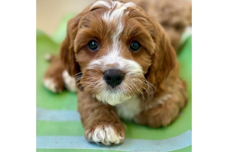 Peppertree Lane Cavoodles