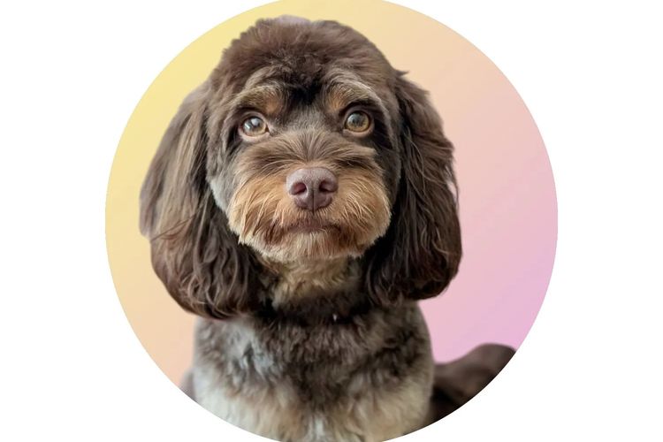 Peppertree Lane Cavoodles