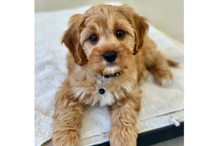 Peppertree Lane Cavoodles