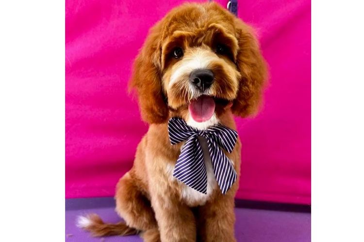 Peppertree Lane Cavoodles