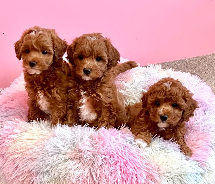 Peppertree Lane Cavoodles