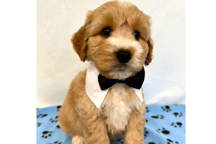 Peppertree Lane Cavoodles