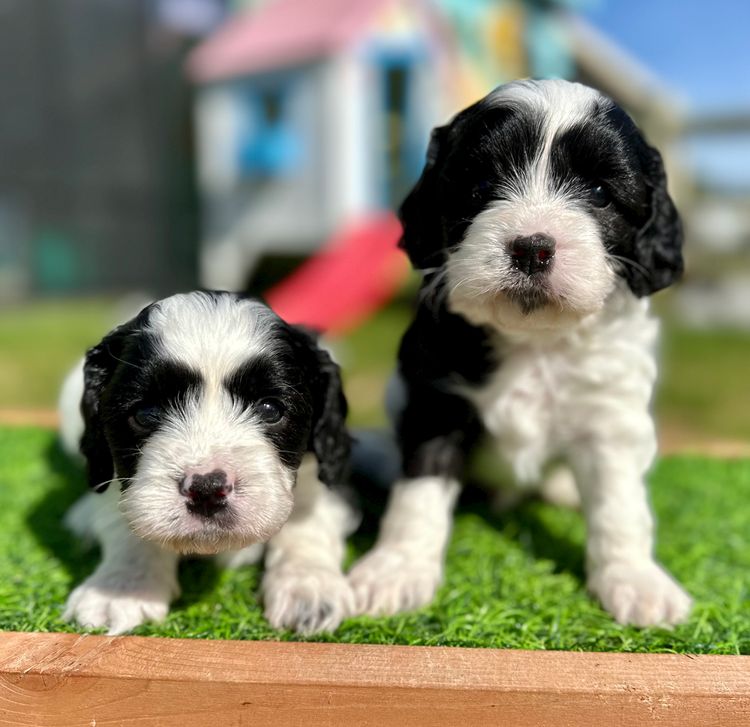 Peppertree Lane Cavoodles