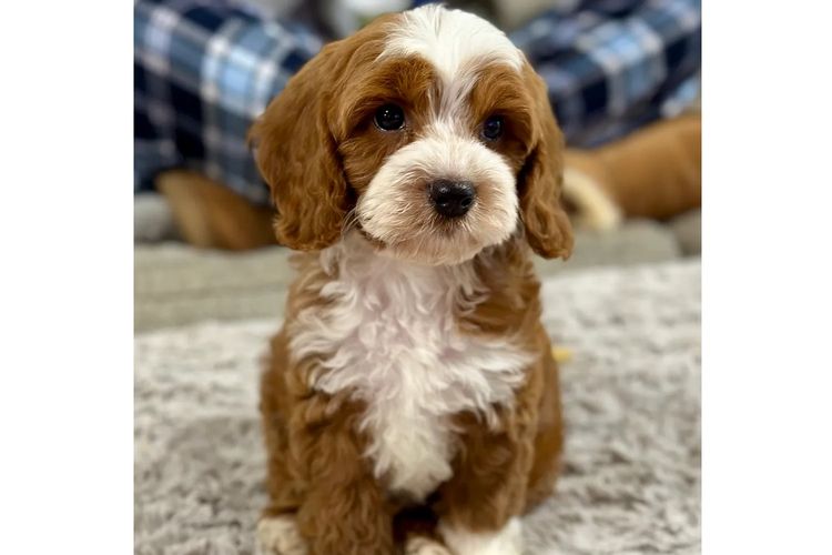 Peppertree Lane Cavoodles