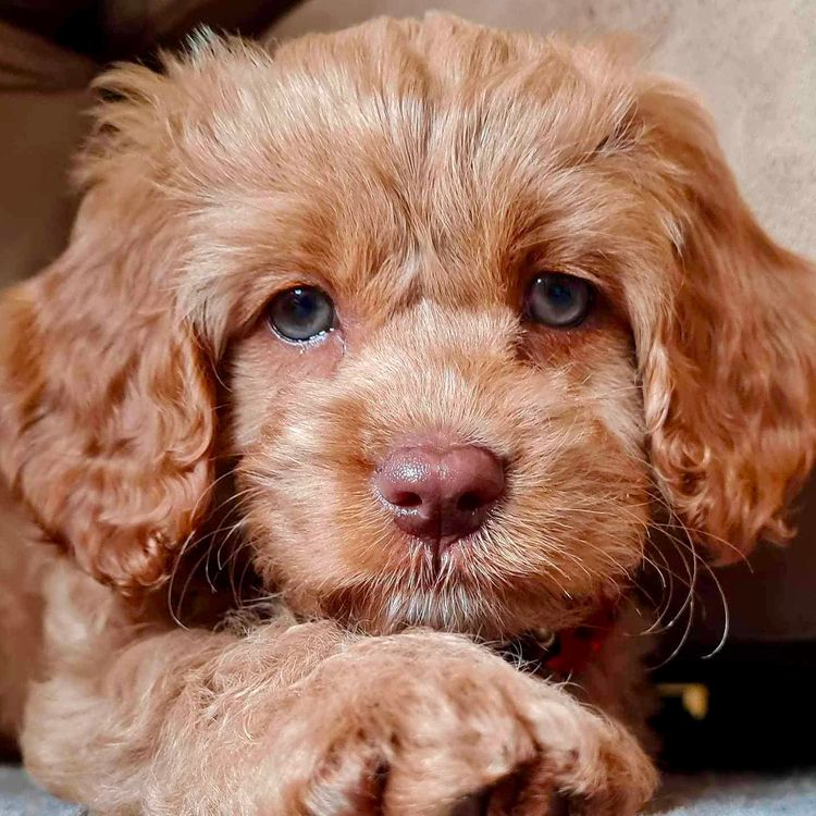Peppertree Lane Cavoodles