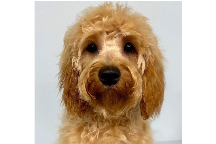 Peppertree Lane Cavoodles