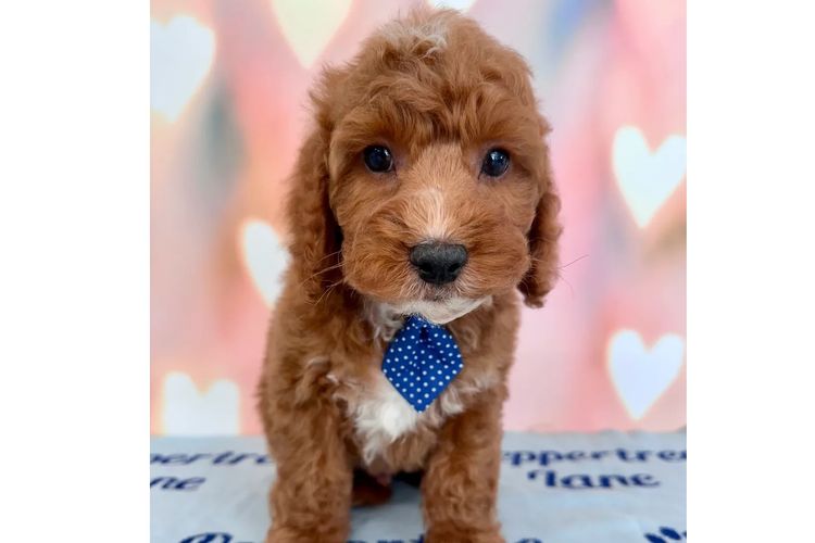 Peppertree Lane Cavoodles