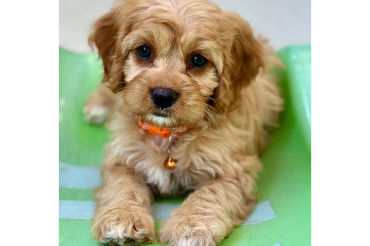 Peppertree Lane Cavoodles