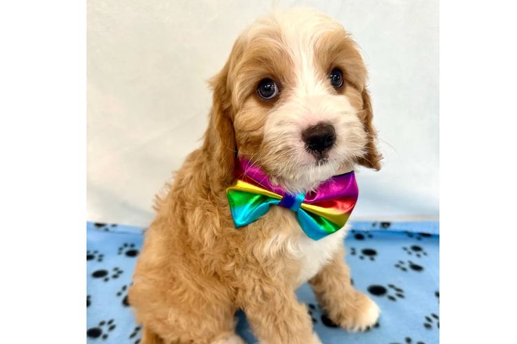 Peppertree Lane Cavoodles