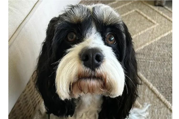 Peppertree Lane Cavoodles