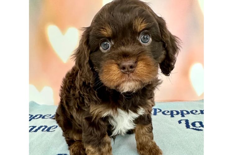 Peppertree Lane Cavoodles