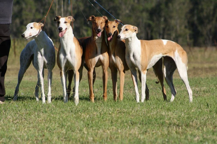 Shantiah Italian Greyhounds