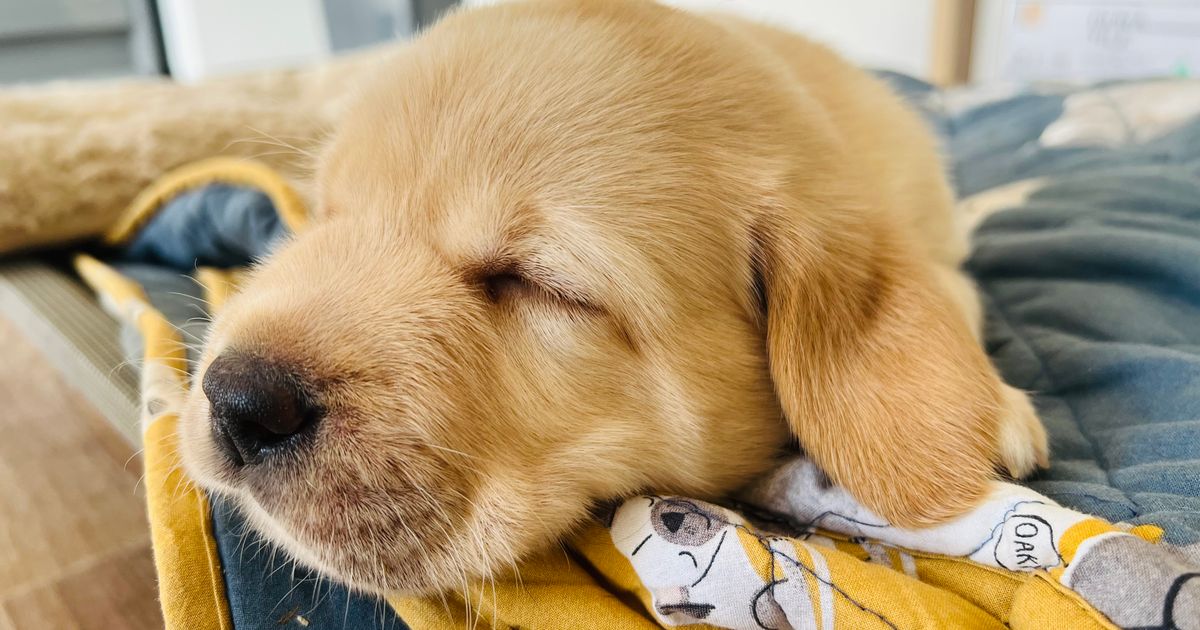 Tracklea Labrador Retrievers (ANKC Registered with Dogs Vic