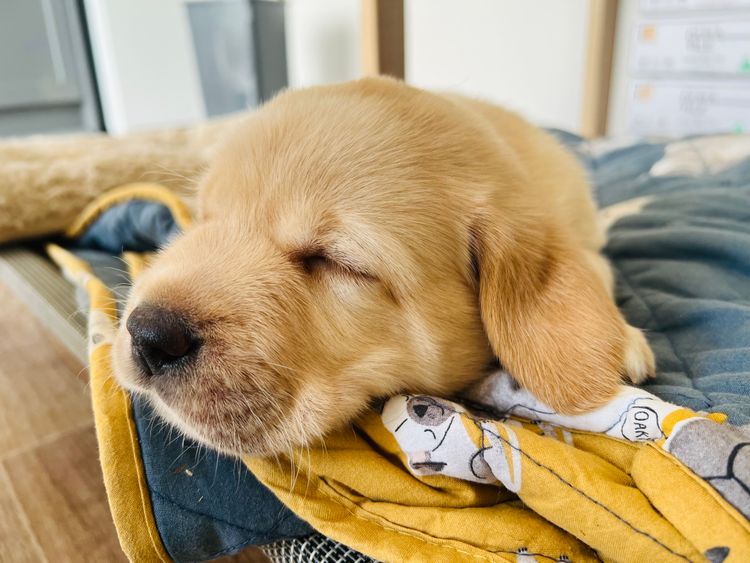 Tracklea Labrador Retrievers - Dogs Australia Registered