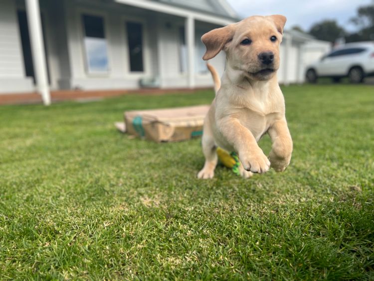Tracklea Labrador Retrievers - Dogs Australia Registered