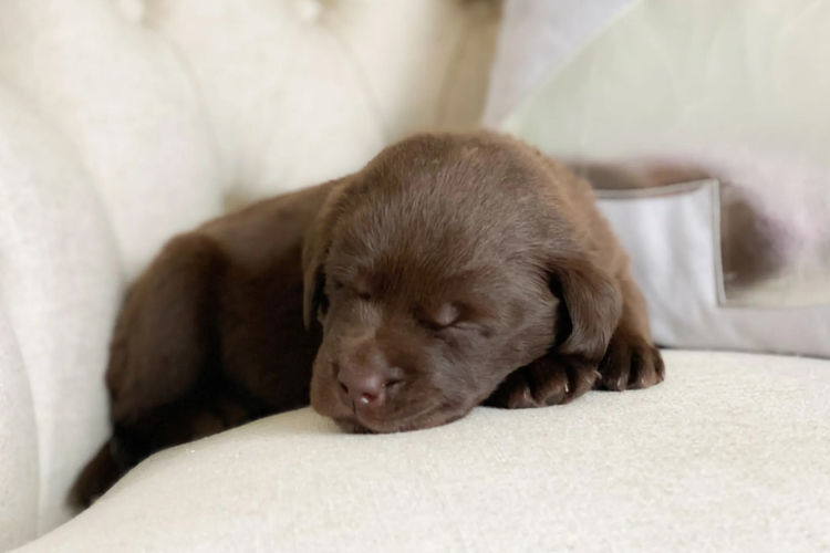 Tracklea Labrador Retrievers - Dogs Australia Registered