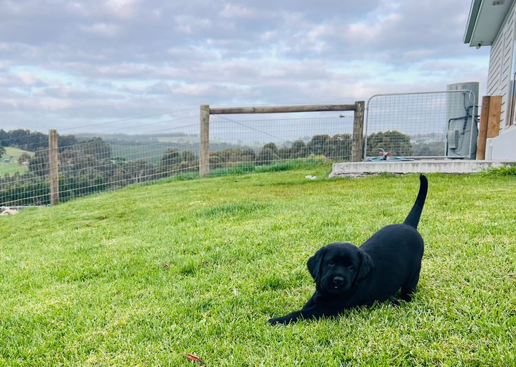 Tracklea Labrador Retrievers - Dogs Australia Registered