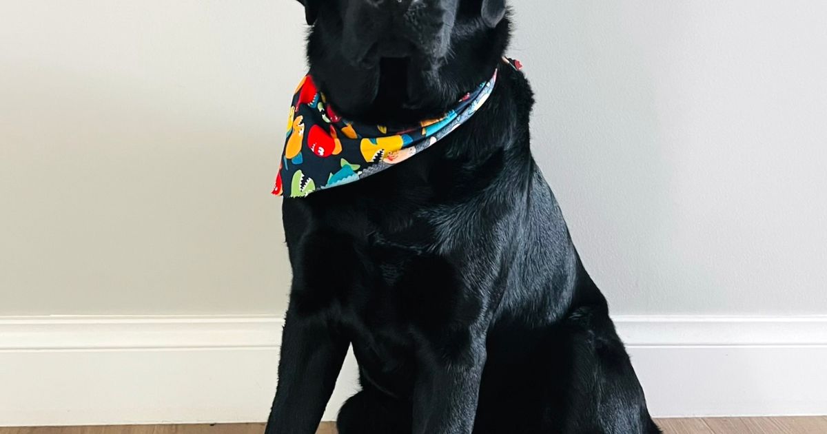 Tracklea Labrador Retrievers (ANKC Registered with Dogs Vic