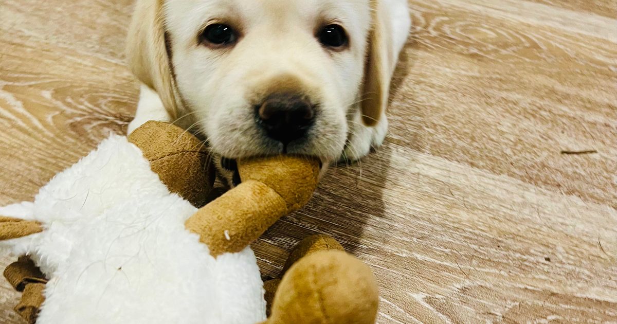 Tracklea Labrador Retrievers (ANKC Registered with Dogs Vic