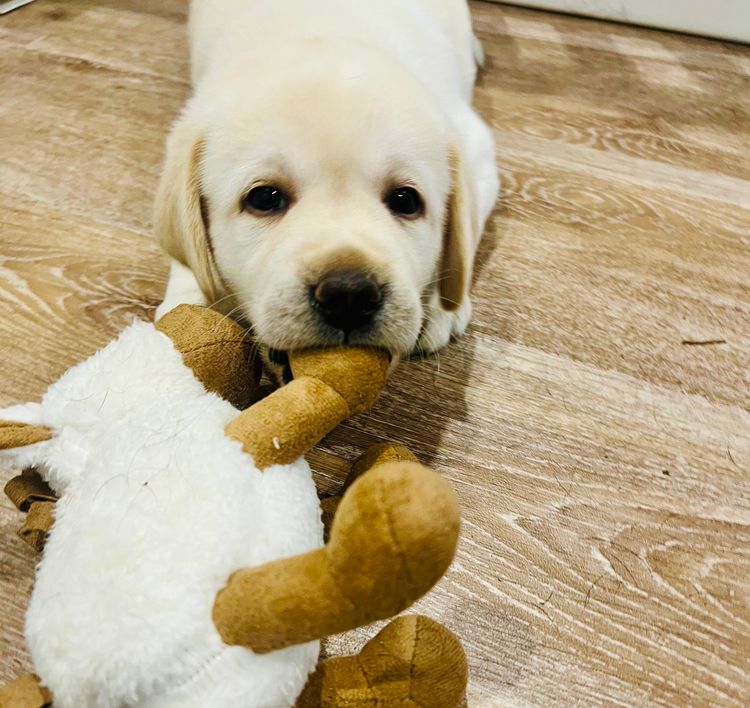 Tracklea Labrador Retrievers - Dogs Australia Registered