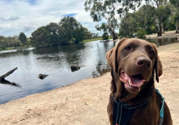 Tracklea Labrador Retrievers - Dogs Australia Registered