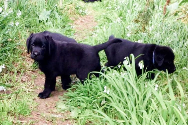 Tracklea Labrador Retrievers - Dogs Australia Registered