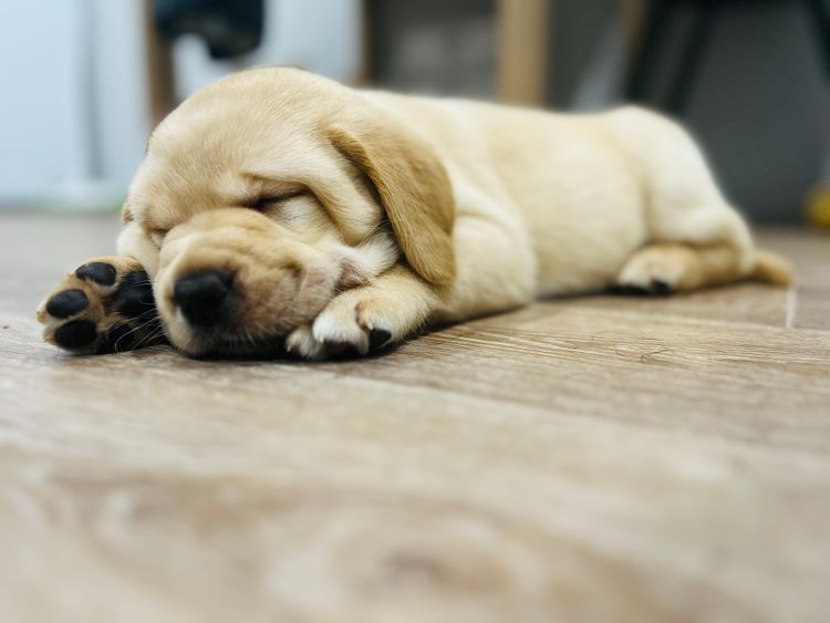 Tracklea Labrador Retrievers - Dogs Australia Registered