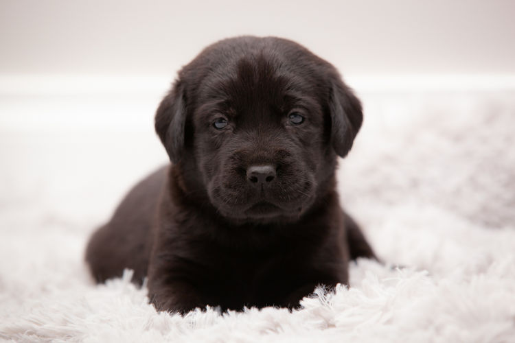 Tracklea Labrador Retrievers - Dogs Australia Registered