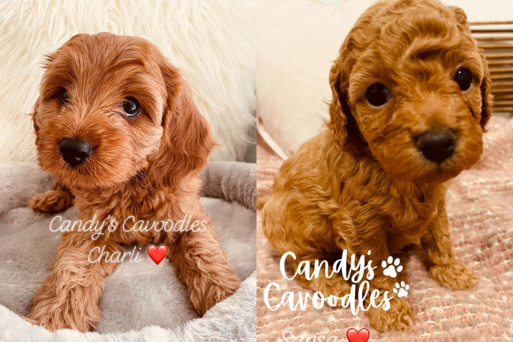 Candy's Cavoodles and Theodores Place
