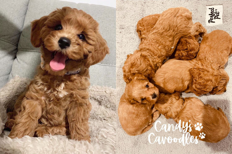 Candy's Cavoodles and Theodores Place