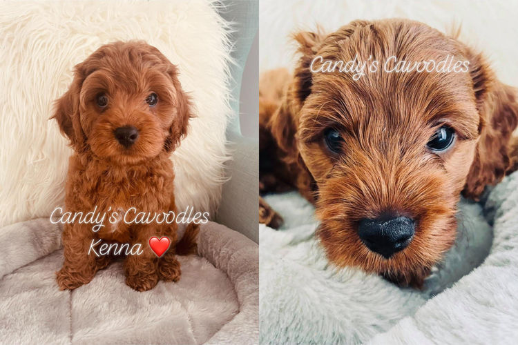 Candy's Cavoodles and Theodores Place