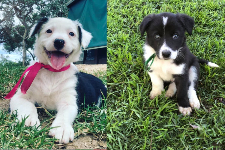 Felix BoCo Border Collies