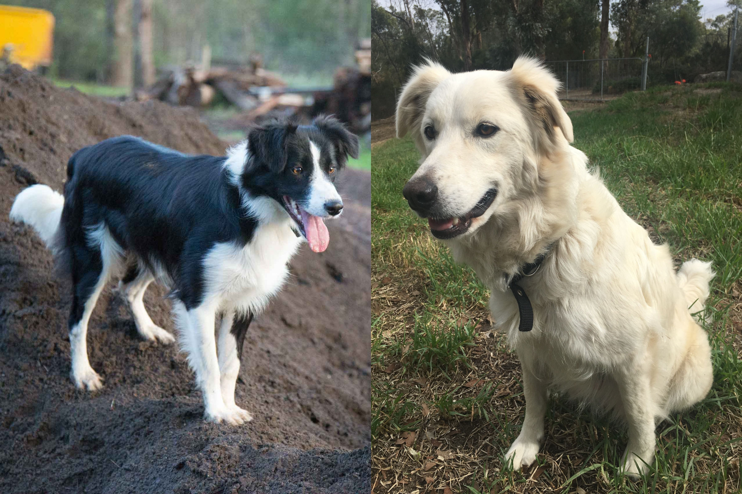 are border collies fence jumpers