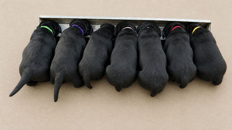 Riverina Labradors