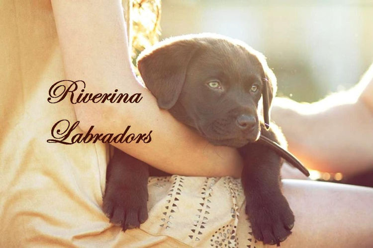 Riverina Labradors