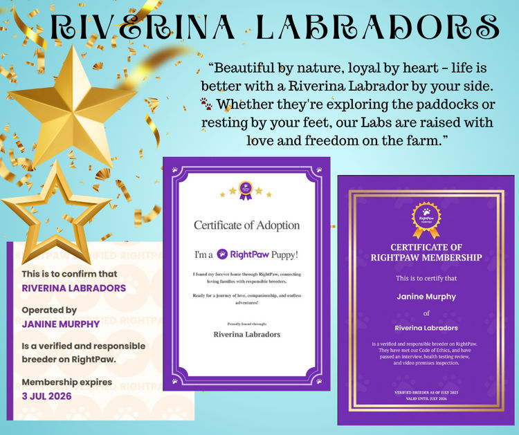 Riverina Labradors