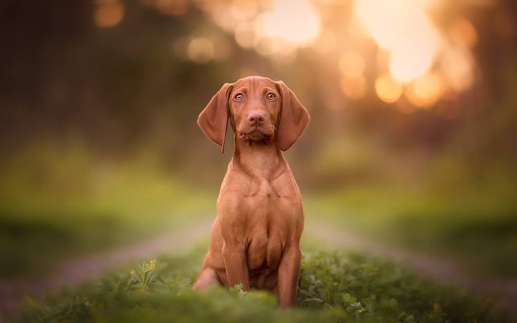 Batorok Hungarian Vizslas