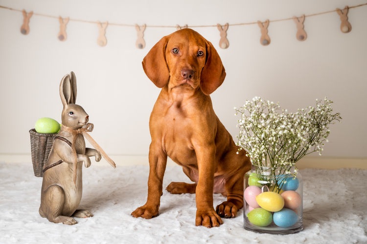 Batorok Hungarian Vizslas