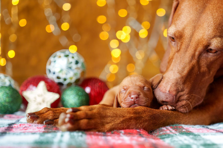 Batorok Hungarian Vizslas